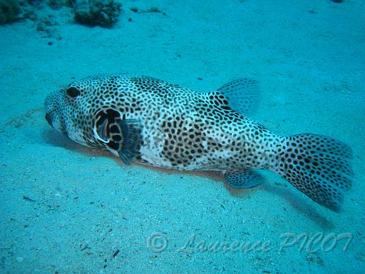 Poisson ballon - Arothron stellatus.JPG